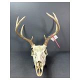 2023 Illinois Archery 8-Point Deer Skull & Antlers