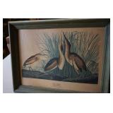 Framed Picture of Least Bittern