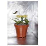 Motion Activated Flower w/hummingbird