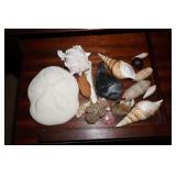 Collection of Sea Shells