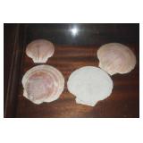 Collection of Sea Shells