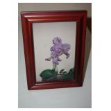 Framed Picture of a Iris