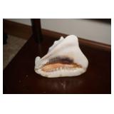 Lg Sea Shell