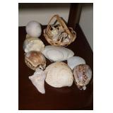 Collection of Sea Shells