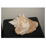 Lg Sea Shell