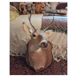 5Point Mounted Deer Head, Neck, Shoulders