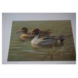 Signed & Numbered Print 87 First of State AZ Duck
