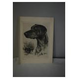 Picture of Black Labs