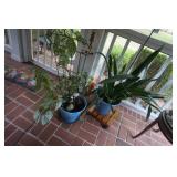 Collection of Three Plants on Scrrened Porch