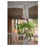 Hanging Plant