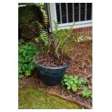 Blue Planter with Fern by Screened in Porch