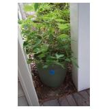 Green Planter with Flower by back building