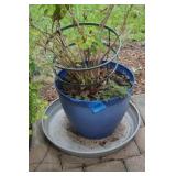 Blue Planter with Flowers