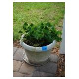 White Plastic Planter with Flowers by porch foot