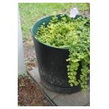 Green Planter with Plants
