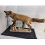 Taxidermy Fox  Mounted On Stand 39"l x 22"h