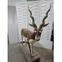 Antiques, Taxidermy, Guns, Gold, Silver, Household