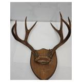 Mounted Deer Antlers 17.5" W x18" H