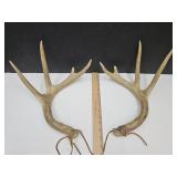 Resin ? Rattling Antler Horns See Size