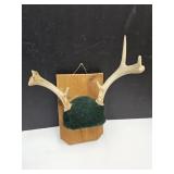 Deer Antlers See Damage 9 1/2" Spead