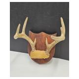 8 Point Deer Mounted Antlers 11 1/4" Spread