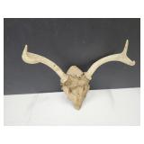 Deer Stag Antlers 11.5" W