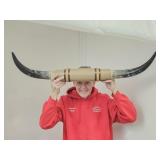 Mounted Bull Horns 38" Long
