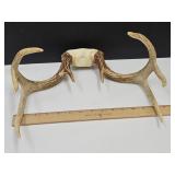 8 Point Deer Antlers  13 1/2" Wide