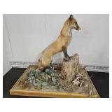 Mounted Red Fox Taxidermy