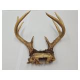 8 Point Deer Antlers 12" Wide