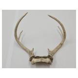 6 Pint Deer Antlers 9 1/4" Long