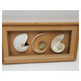 Modern Seashell  Wall Art 25 x 13"