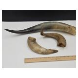Lot Of Horns  9.5" to  20.5" Long