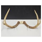 18.5" wide  Antlers