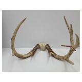 17' W  Stag Deer Antlers