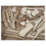 Deer  Bone For  Dog Chews / Crafts See Sizes