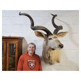 HUGE African Kudu Trophy Taxidermy Shoulder Mount