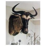 African Black Wildebeest Taxidermy Trophy Mount