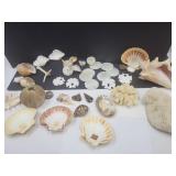 Very Nice Sea Shell Lot