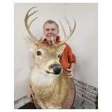 8 Point Rack  Whitetail Deer Shoulder Mount