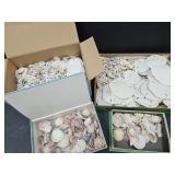 Seashells & Sand Dollar Collection