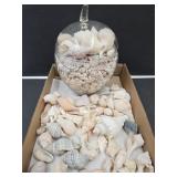 Really Nice Lot of SeaShells  & Jar of  Tiny  Ones