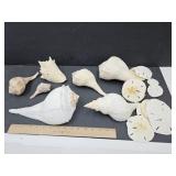 Collection of 4" to 11" Seashell  & Sand Dollars