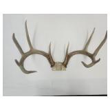 10 Pt Deer Antlers 17.5 "W