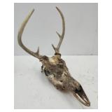 7 Pt  Deer Antlers 9"W w Skull