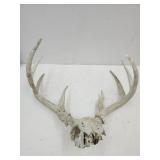 8 Pt Deer Antlers 18.5"W