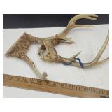 2 Sets Deer Antlers see pix up to 8"W