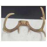 Nice 7Pt Deer Antlers 14"W