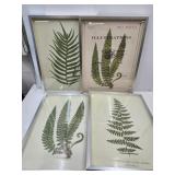 4 Framed Botanical Prints 19" by 25.5"