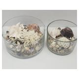 Lot of Seashells & Display Jars- 5 X 7.5" , 5 X 10